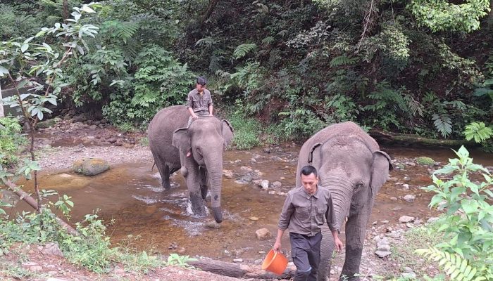 Aek Nauli, Rumah Kedua Gajah Korban Konflik dan Pesona Konservasi di Tepian Danau Toba