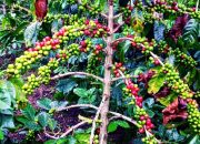 Kopi Gayo Aceh Jadi Nomor 1 Terbaik di Asia, Ke-5 di Dunia
