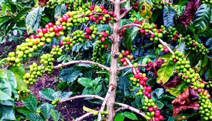 Kopi Gayo Aceh Jadi Nomor 1 Terbaik di Asia, Ke-5 di Dunia